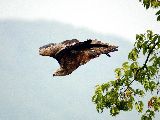 1. Wanderfalke: 320 km/h Topgeschwindigkeit im Sturzflug. Damit würde der Wanderfalke auch beim Red...